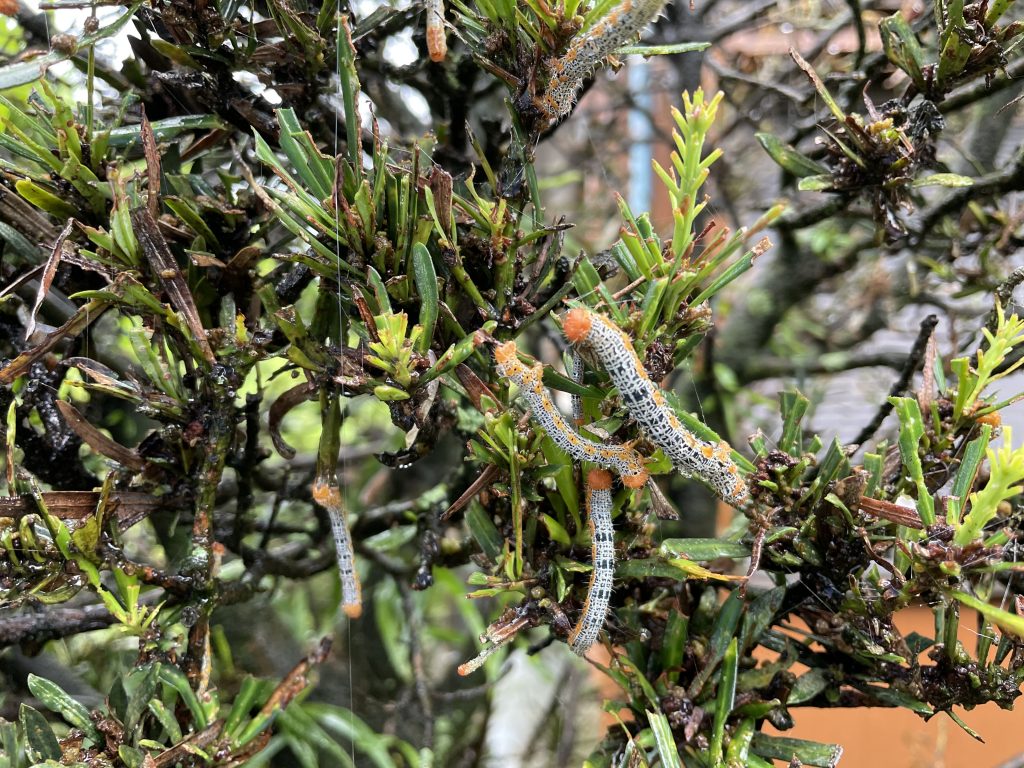 キオビエダシャク【ちょっと閲覧注意】 大隅森林組合 森林保全や林産事業をサポートします