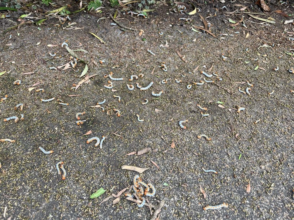 キオビエダシャク【ちょっと閲覧注意】 大隅森林組合 森林保全や林産事業をサポートします