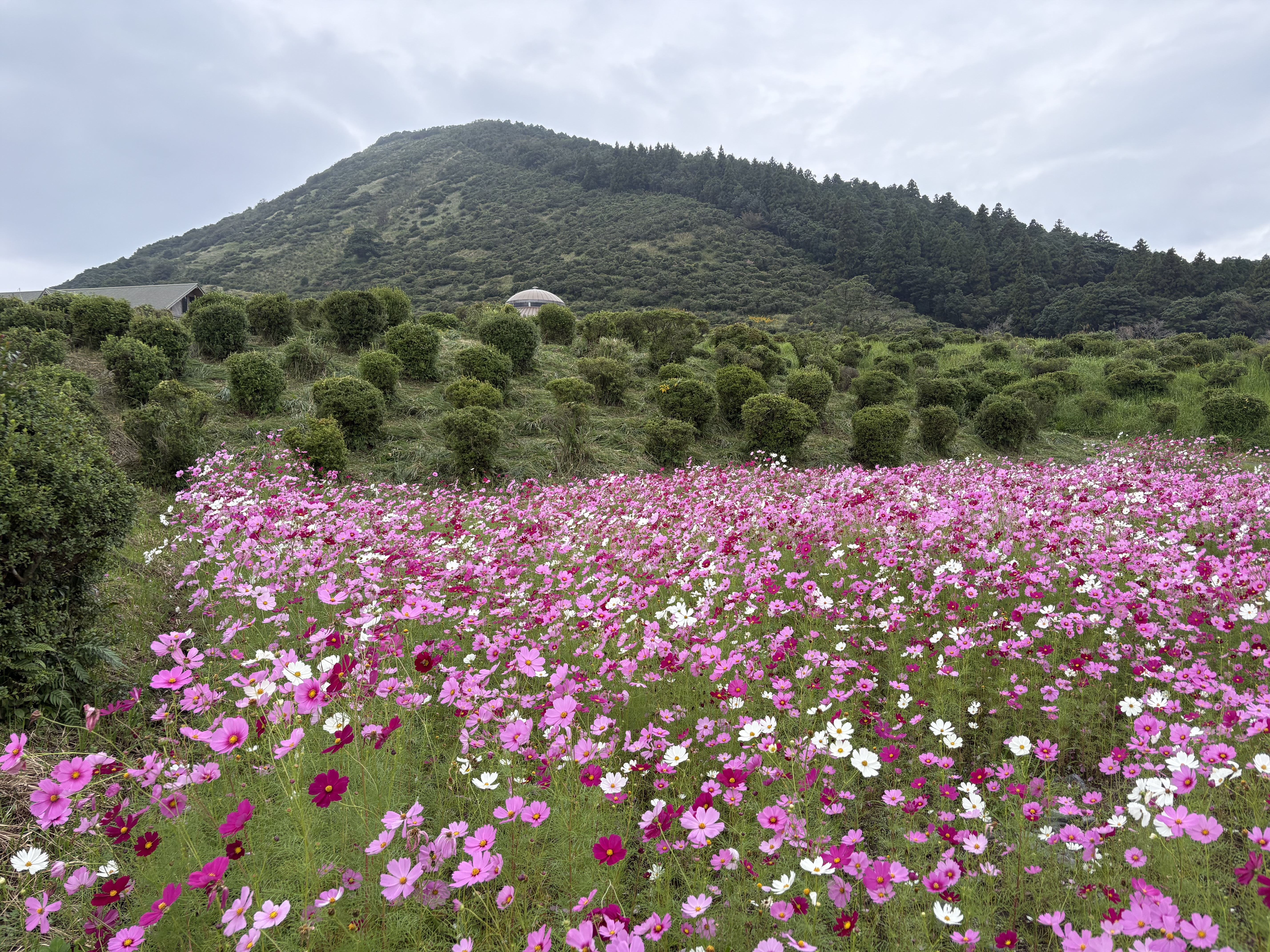 高峠公園に秋の彩りを　Pt2